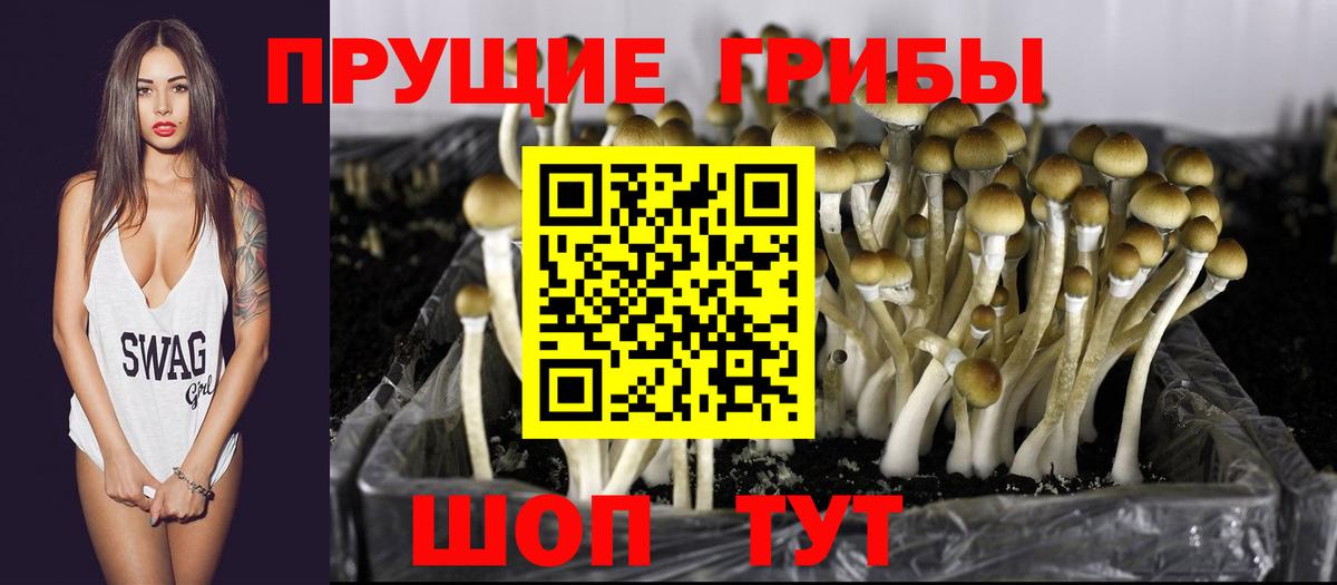 Псилоцибиновые грибы Psilocybe Саянск